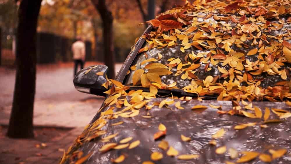 Do Autumn Leaves Damage Your Car? featured image