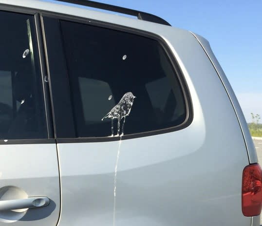 How to Protect Your Car Paint from Bird & Bat Droppings  featured image