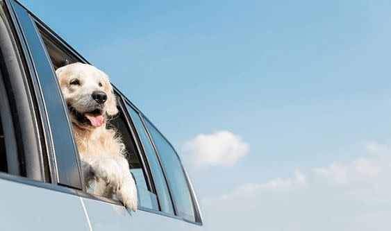 The Best Used Cars for Pet Owners featured image