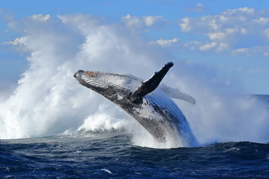 Humpback whale breaching. Photo: Chris Senior