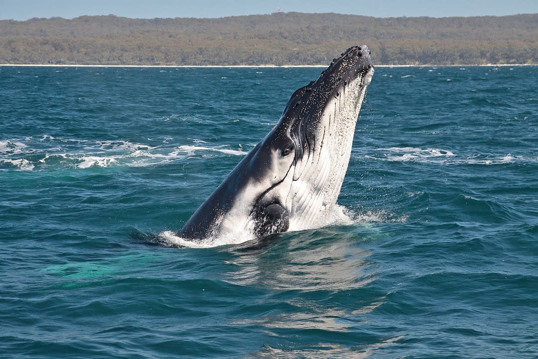Humpback whale in Jervis Bay. Photo: Chris Senior