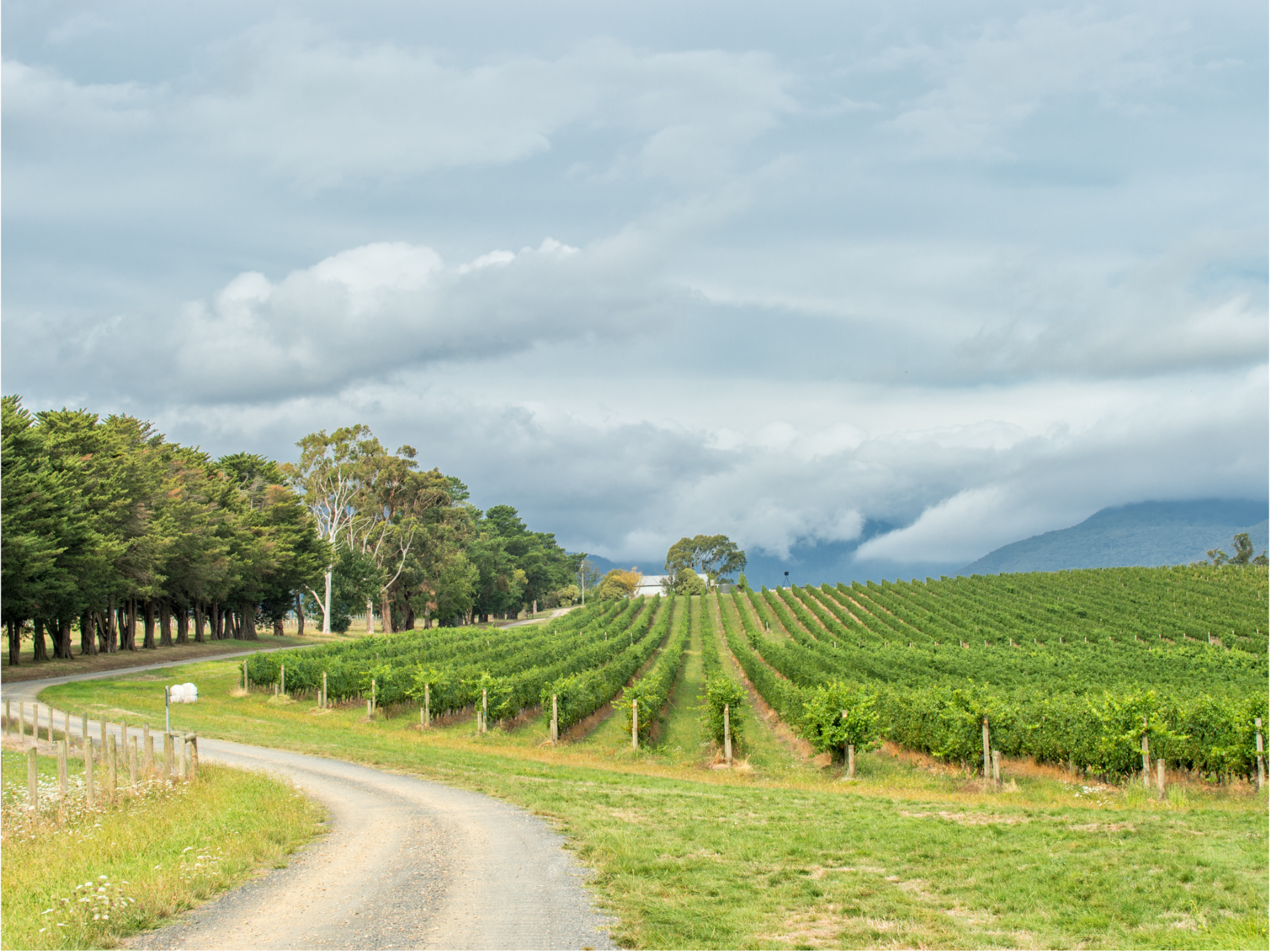 Vineyard in Yarra Valley