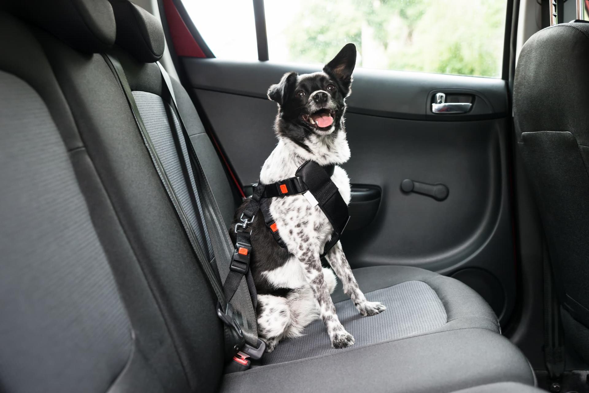 Travelling With Pets: How to Make Every Road Trip Safe banner