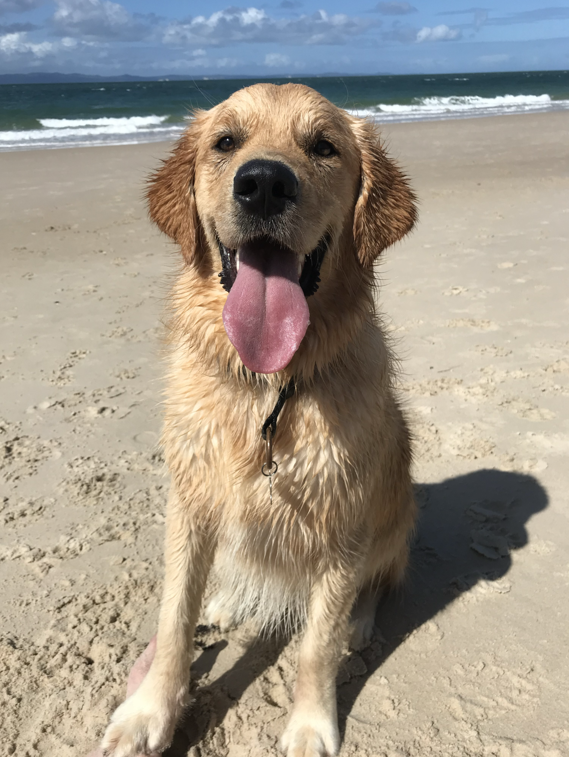 Meet Buddy - my co-researcher for this article!