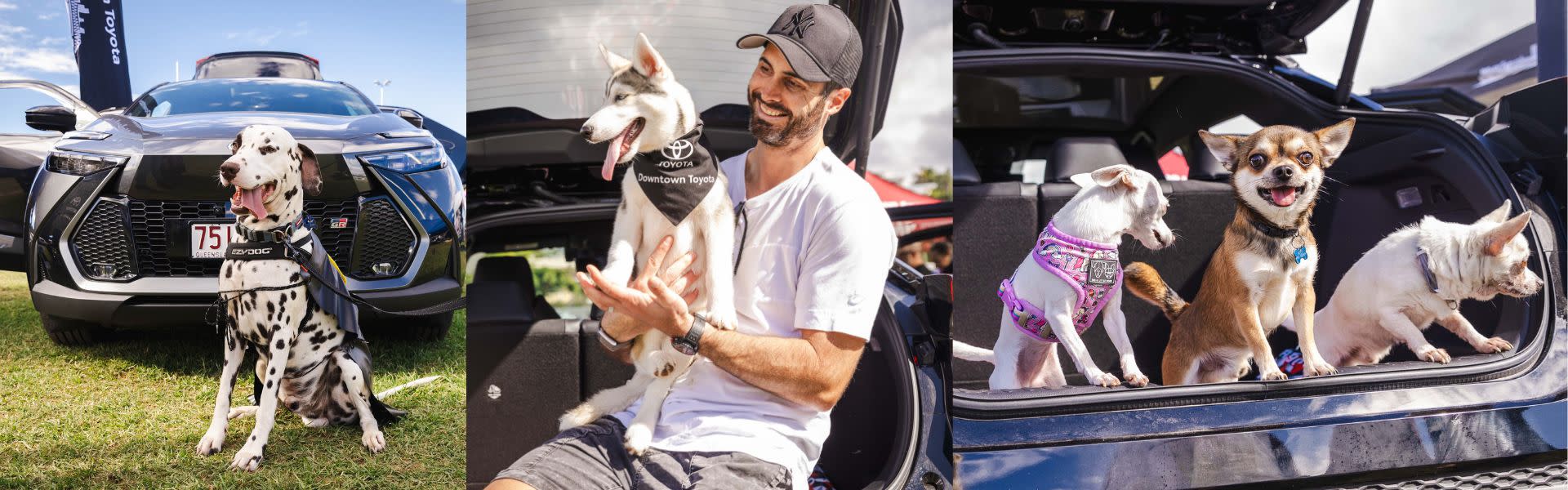 pups in the park Brisbane