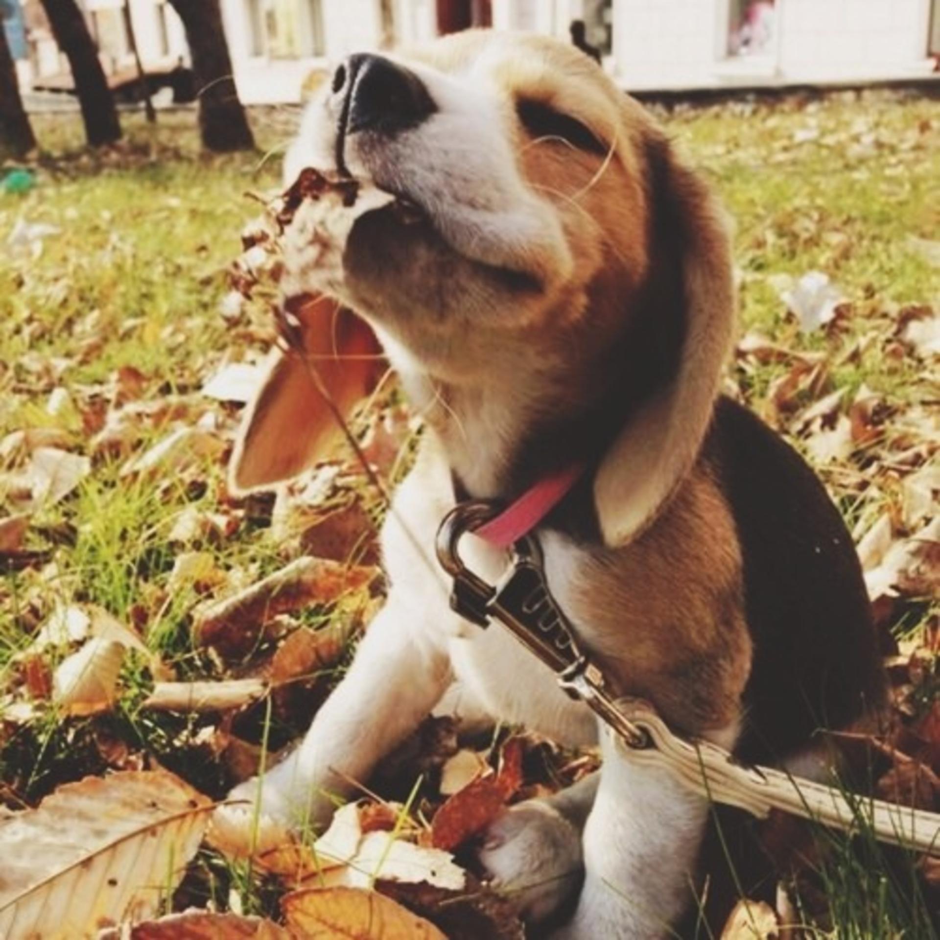 Creating a fetching credit history banner