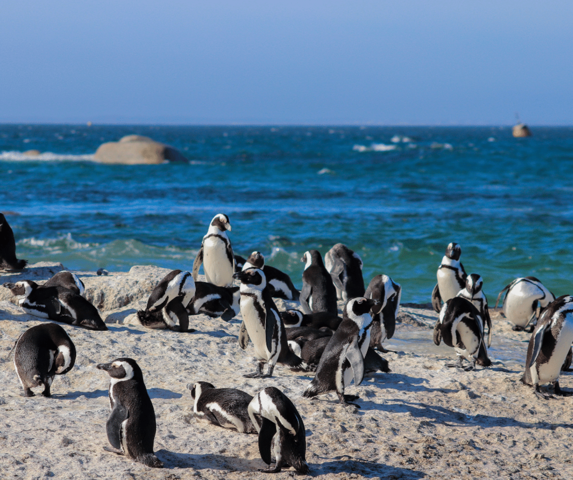 &nbsp; &nbsp; &nbsp; &nbsp; &nbsp; &nbsp; &nbsp; &nbsp; &nbsp; &nbsp; &nbsp; &nbsp; &nbsp; &nbsp; &nbsp; &nbsp; &nbsp; &nbsp; &nbsp; &nbsp; &nbsp; &nbsp; &nbsp; &nbsp; &nbsp; &nbsp; &nbsp; &nbsp; &nbsp; &nbsp; &nbsp; &nbsp; &nbsp; &nbsp; &nbsp; &nbsp; &nbsp; &nbsp; &nbsp; &nbsp; &nbsp; &nbsp; &nbsp; &nbsp; &nbsp; &nbsp; &nbsp; &nbsp; Penguin Island