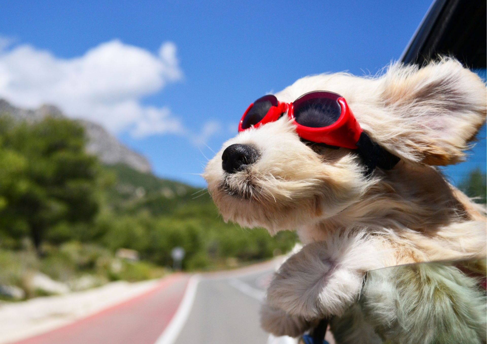 How to Travel Safely with Your Dog: Our Top Tips! banner