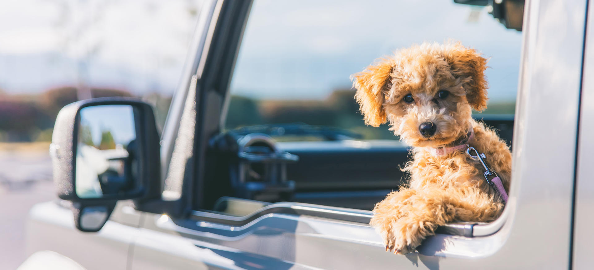 How to Keep Your Pet Safe on the Road in Queensland banner