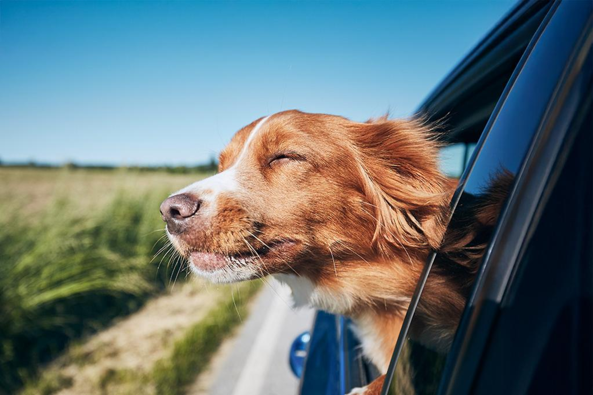 Best Pet-Friendly Car Accessories for Your Furry Friends banner
