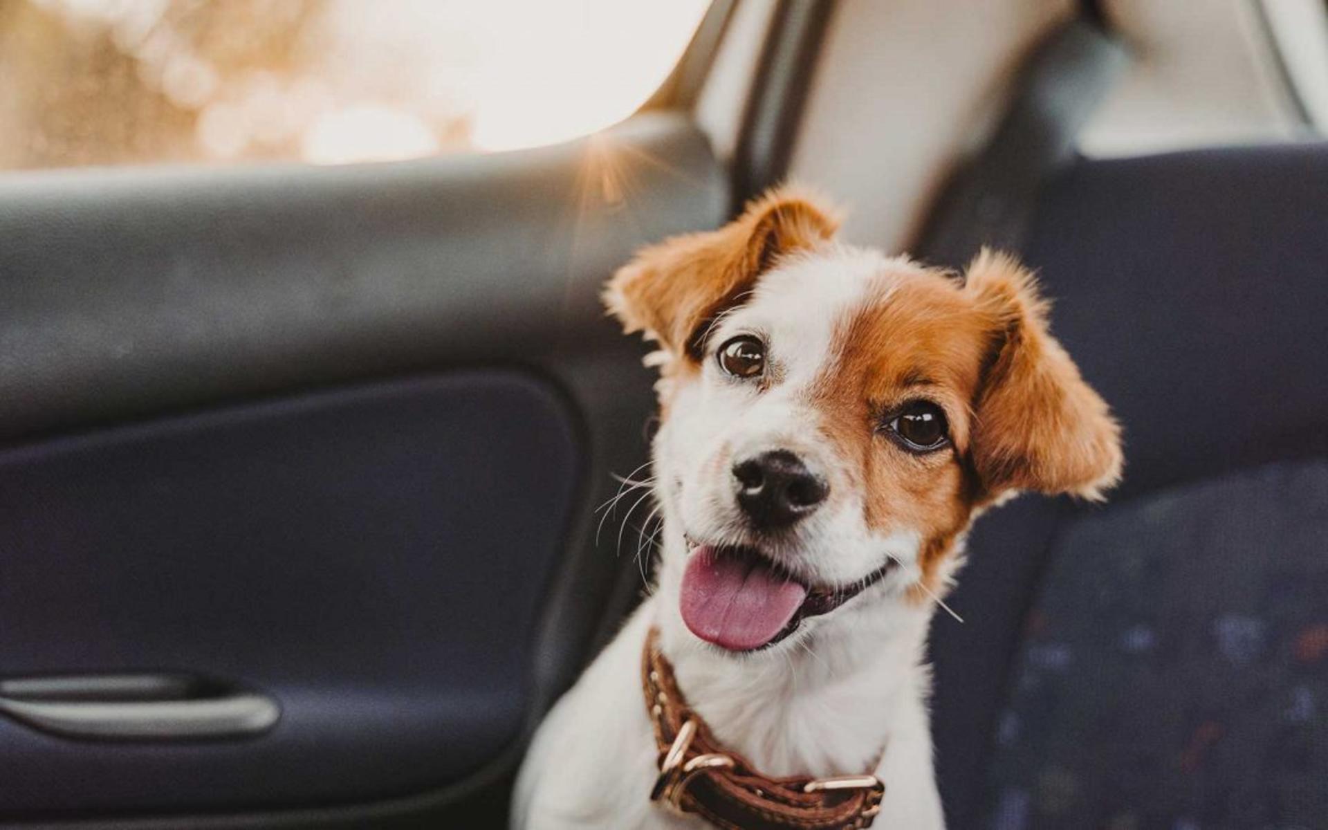 Pet Travel Made Pawfect: Essential Tips for Stress-Free Road Trips banner