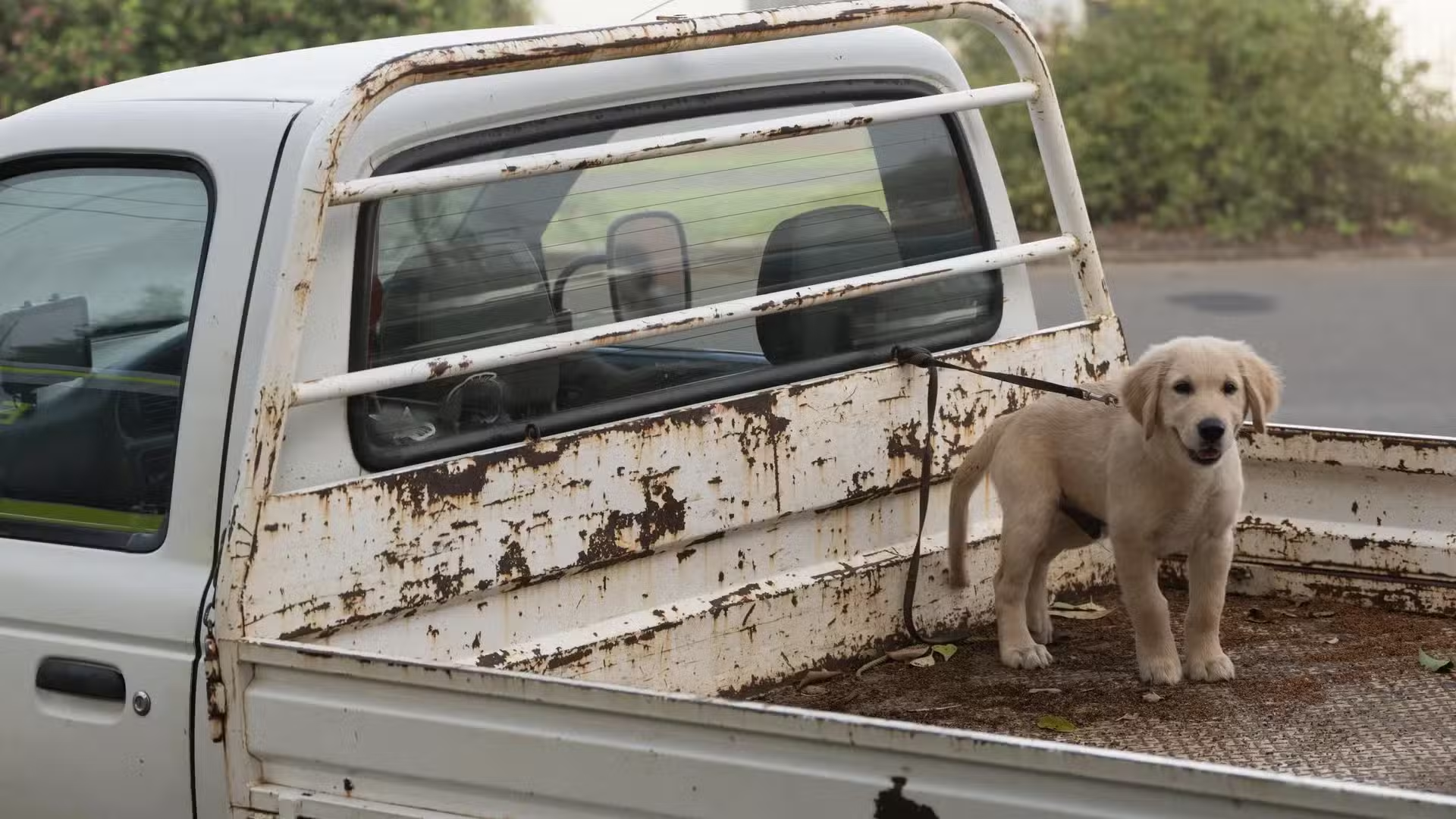Is It Legal to Carry Your Dog in a Ute Tray? Here's What Every Aussie Driver Needs to Know banner