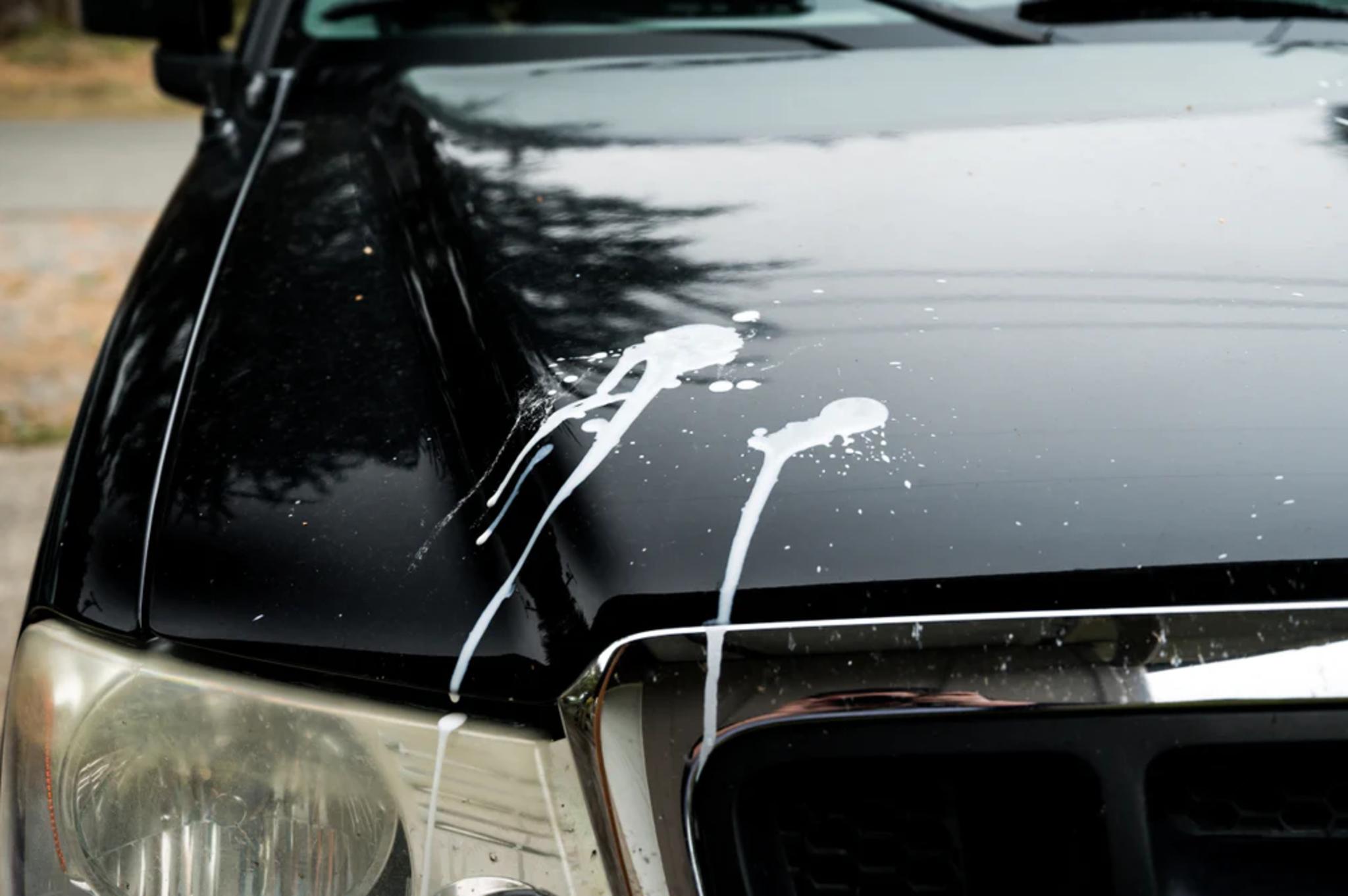 BEST TIP: Removing Bird Poop from your Paint! 