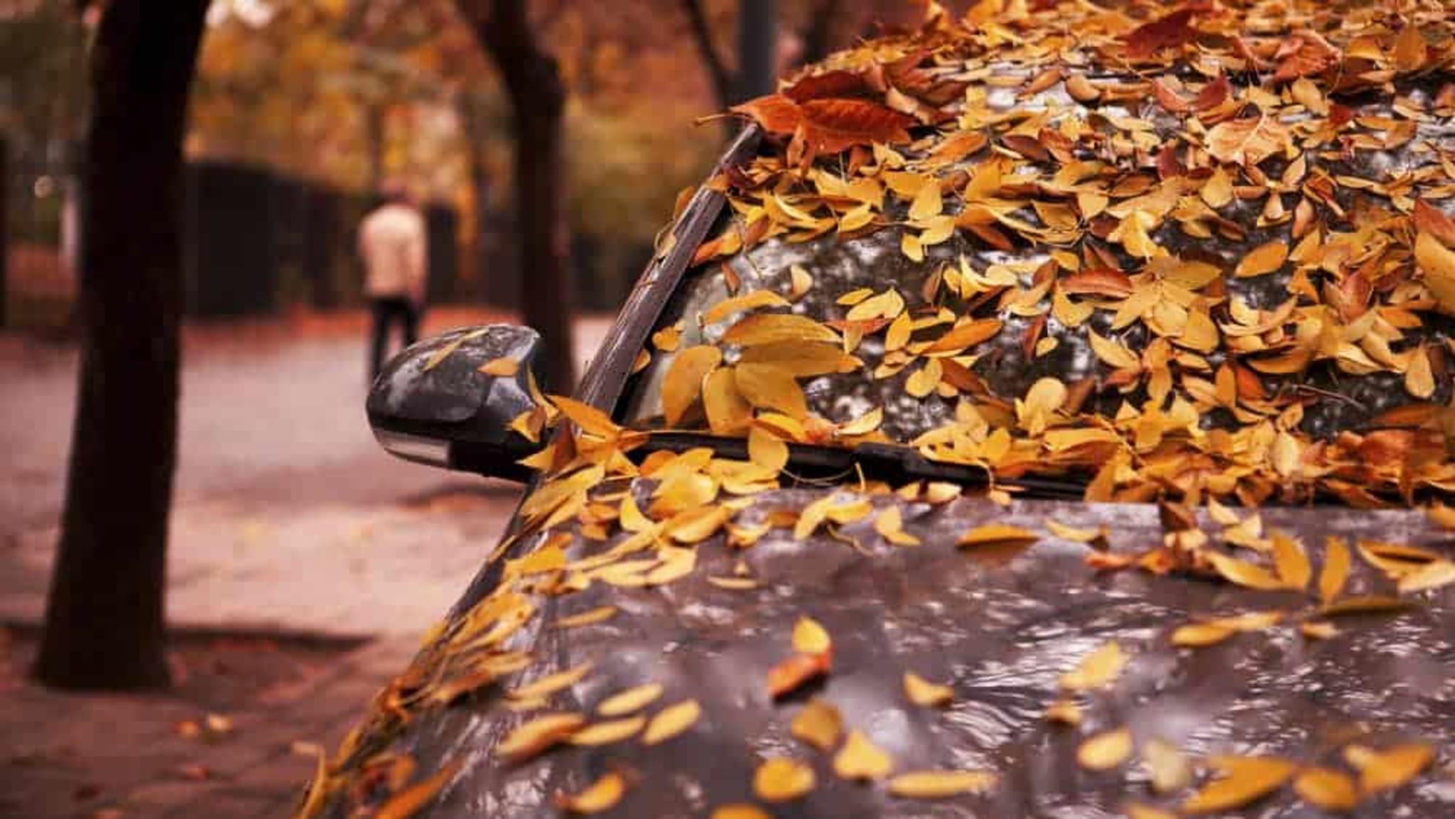 Do Autumn Leaves Damage Your Car? banner