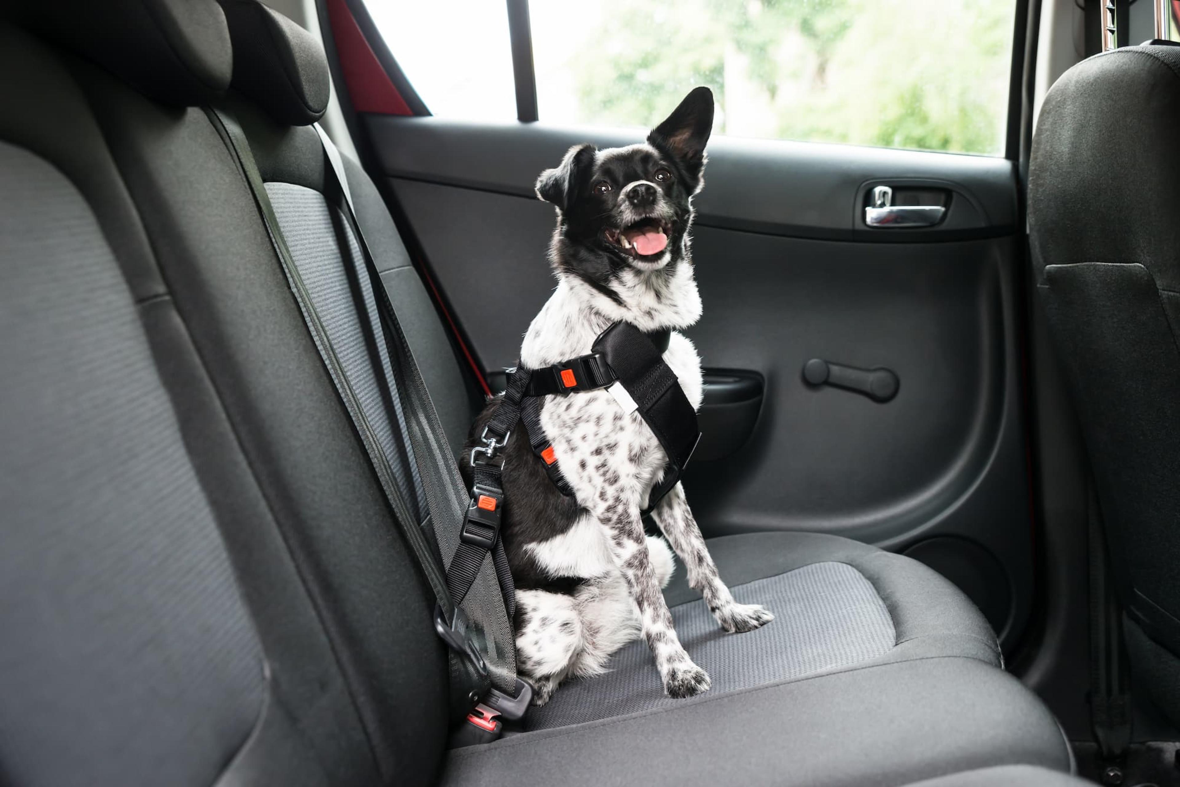 Travelling With Pets: How to Make Every Road Trip Safe banner