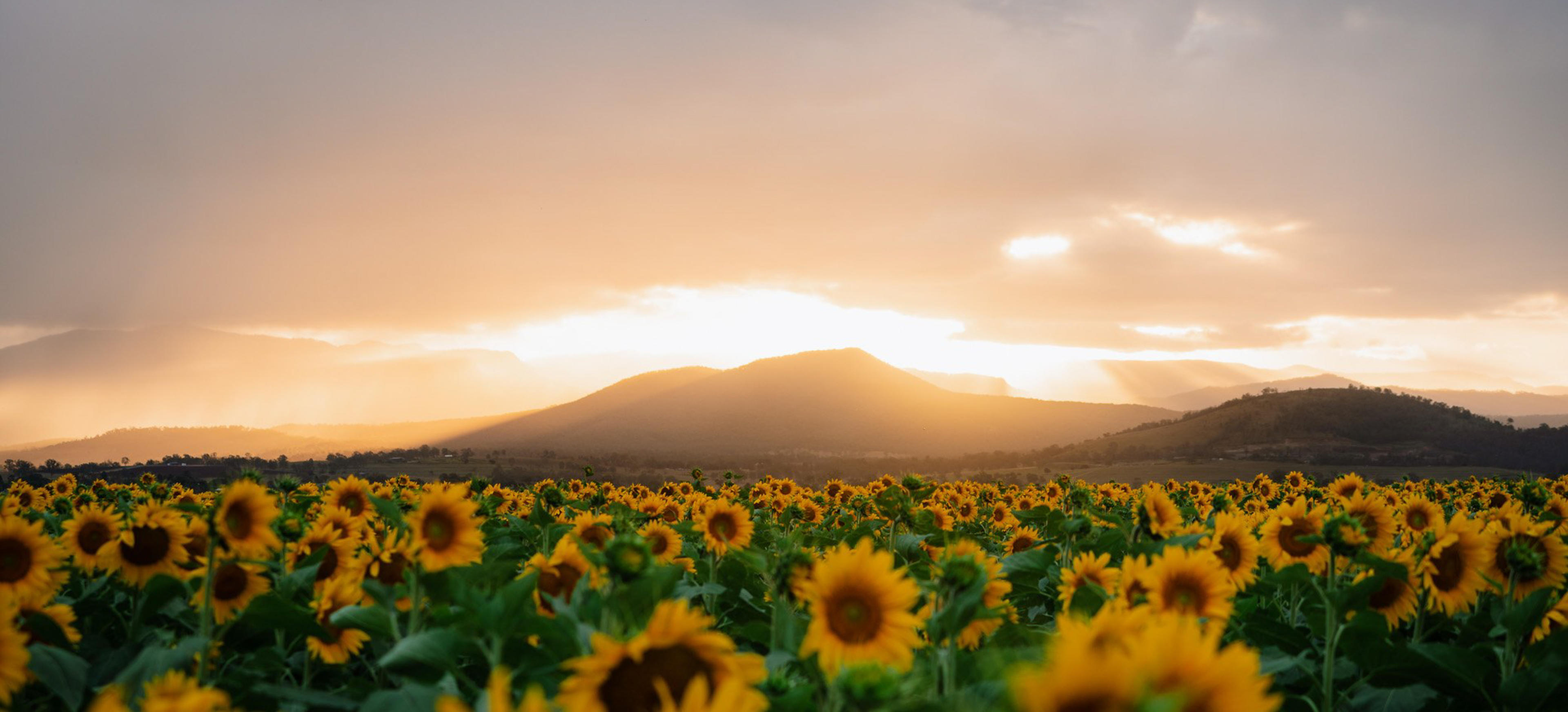 Sunflower Festival