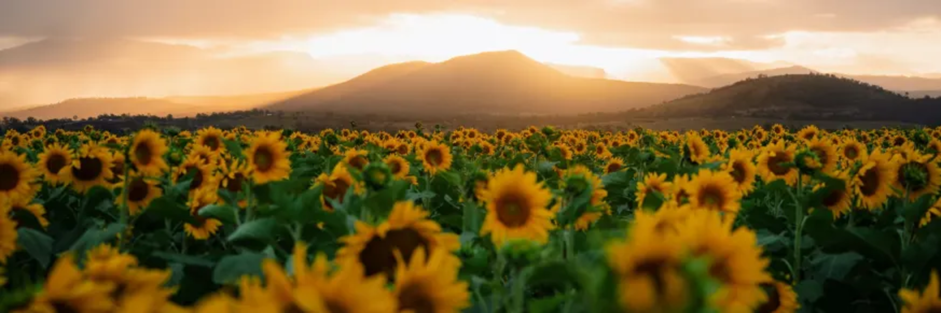 Source: Scenic Rim Flower Farm