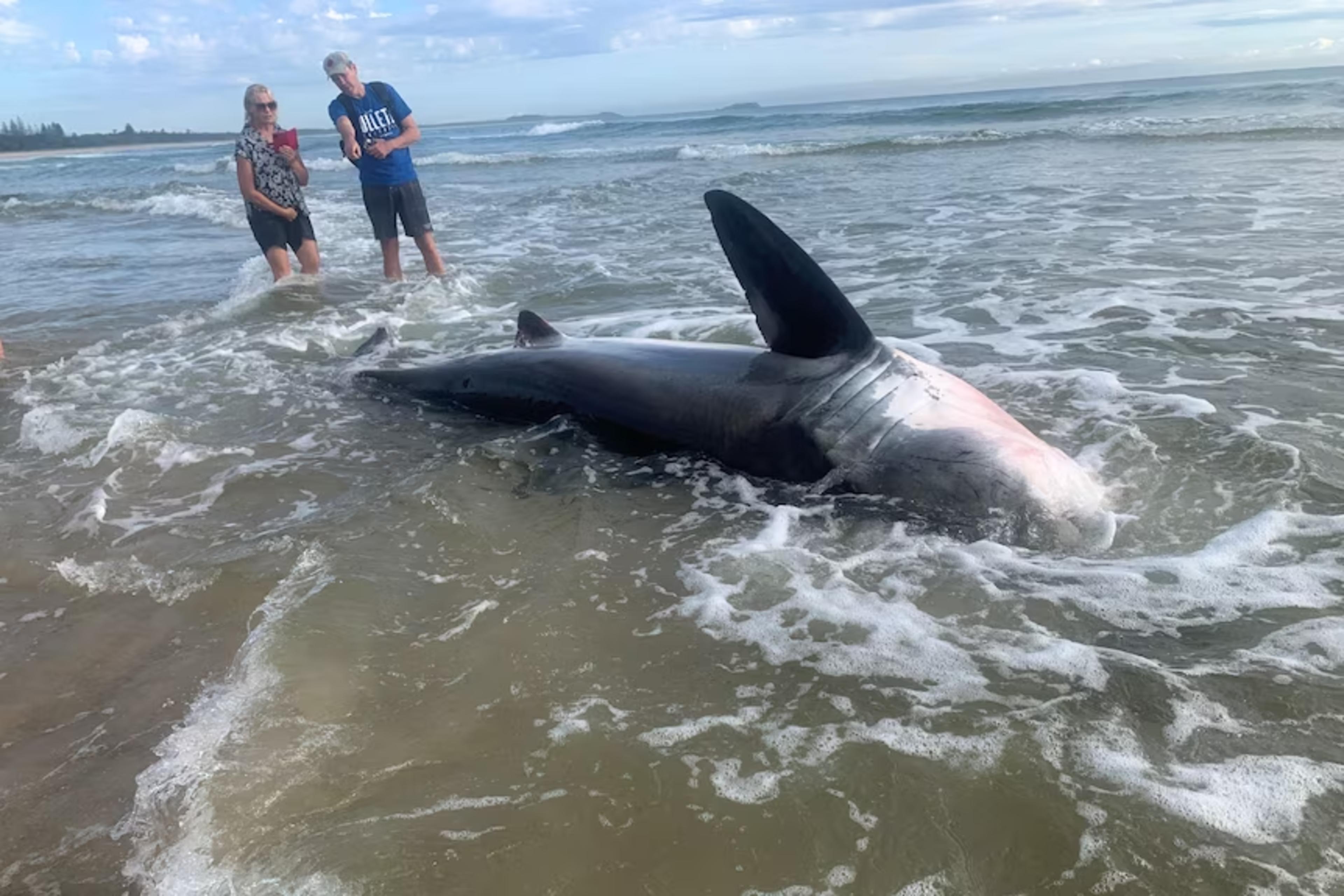 Great White Shark Kingscliff banner