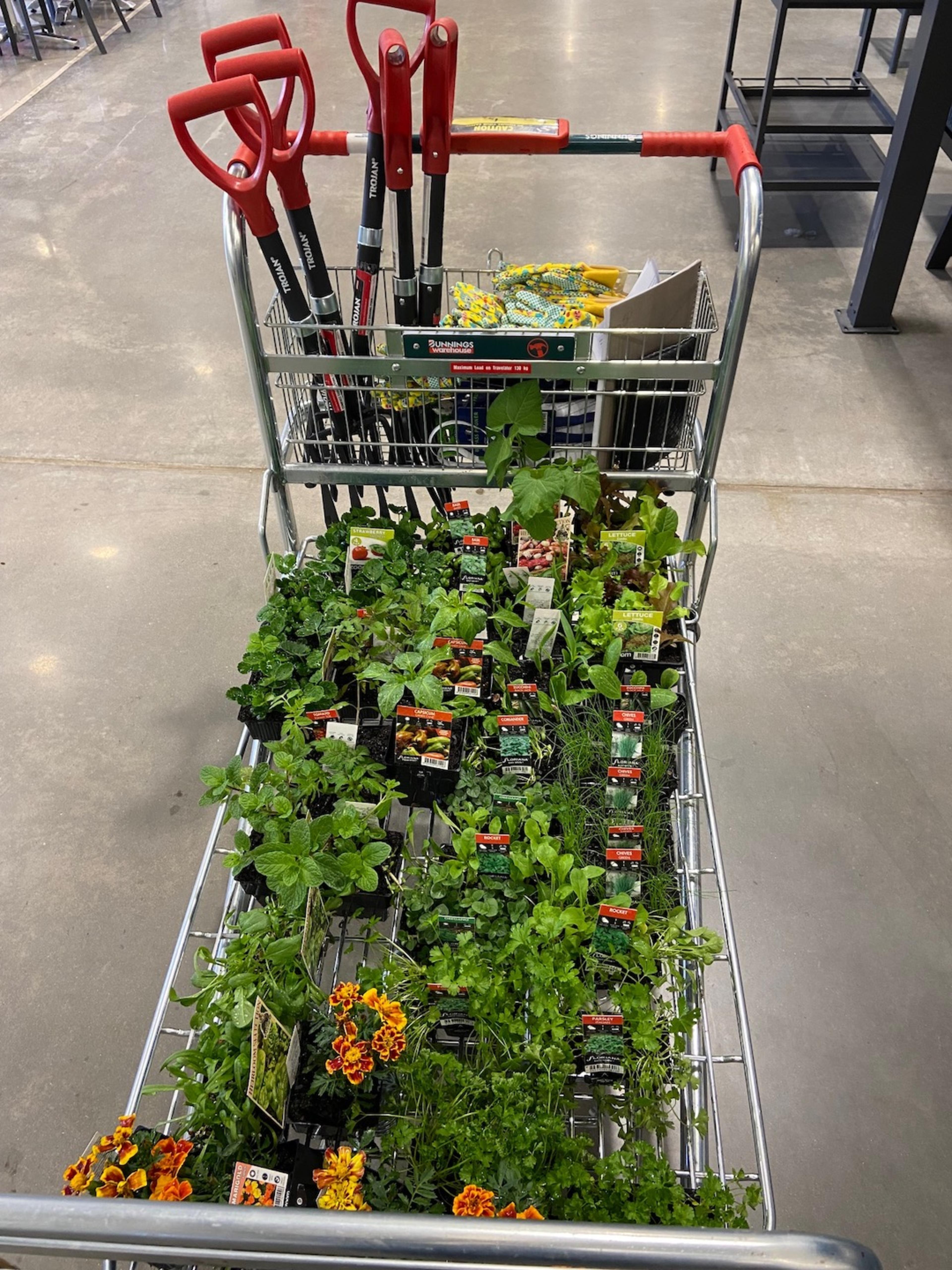 Our haul of seedlings, herbs, veggies, and Marigolds.