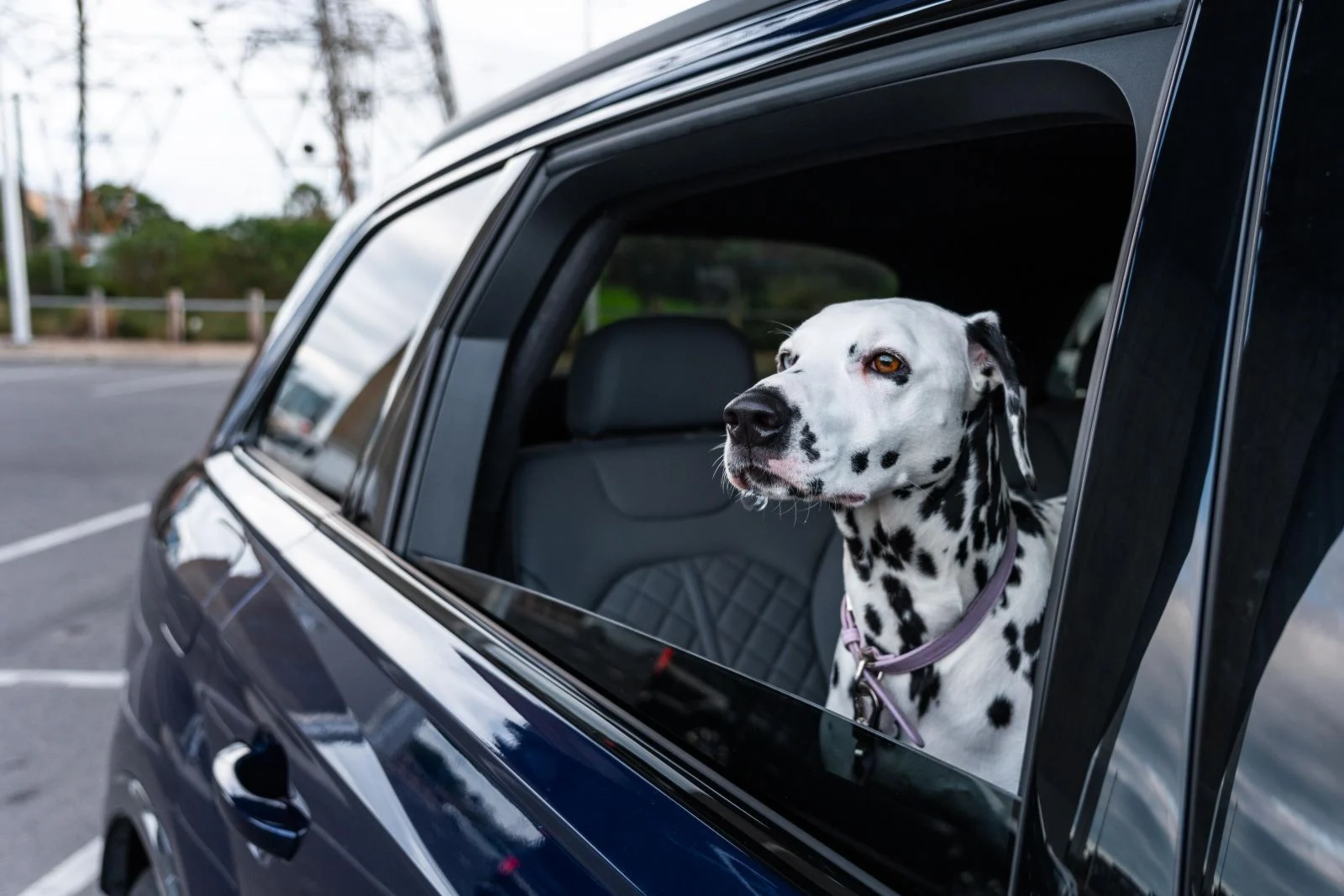 Travel Safely with Your Furry Friend: Pet Car Safety Laws Across Australia featured image