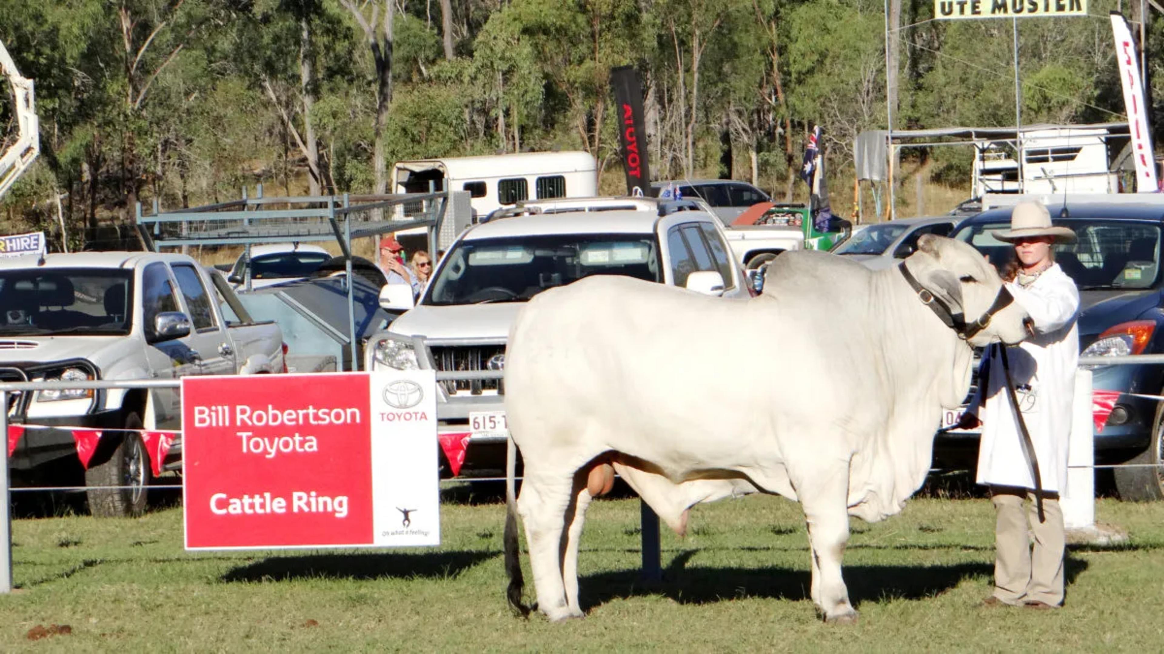 You'll find us each year at the Mt Larcom Show!