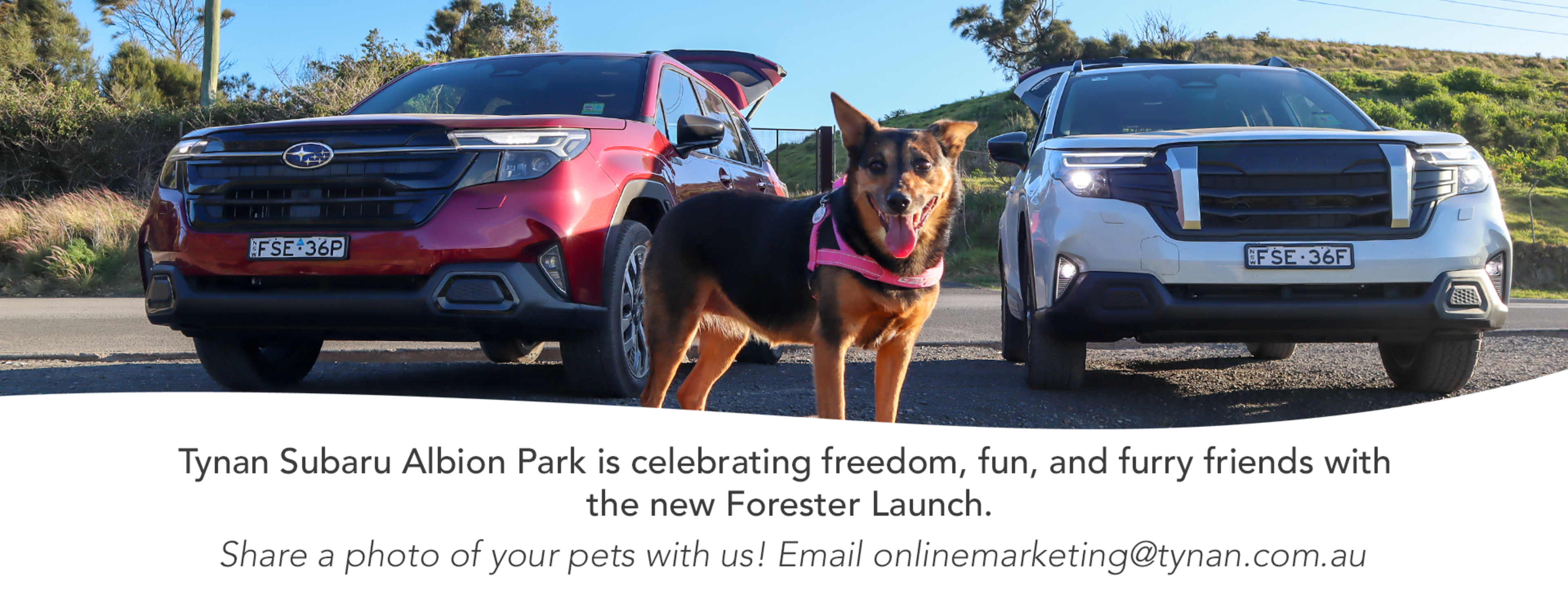Subaru Forester & Furry Friends