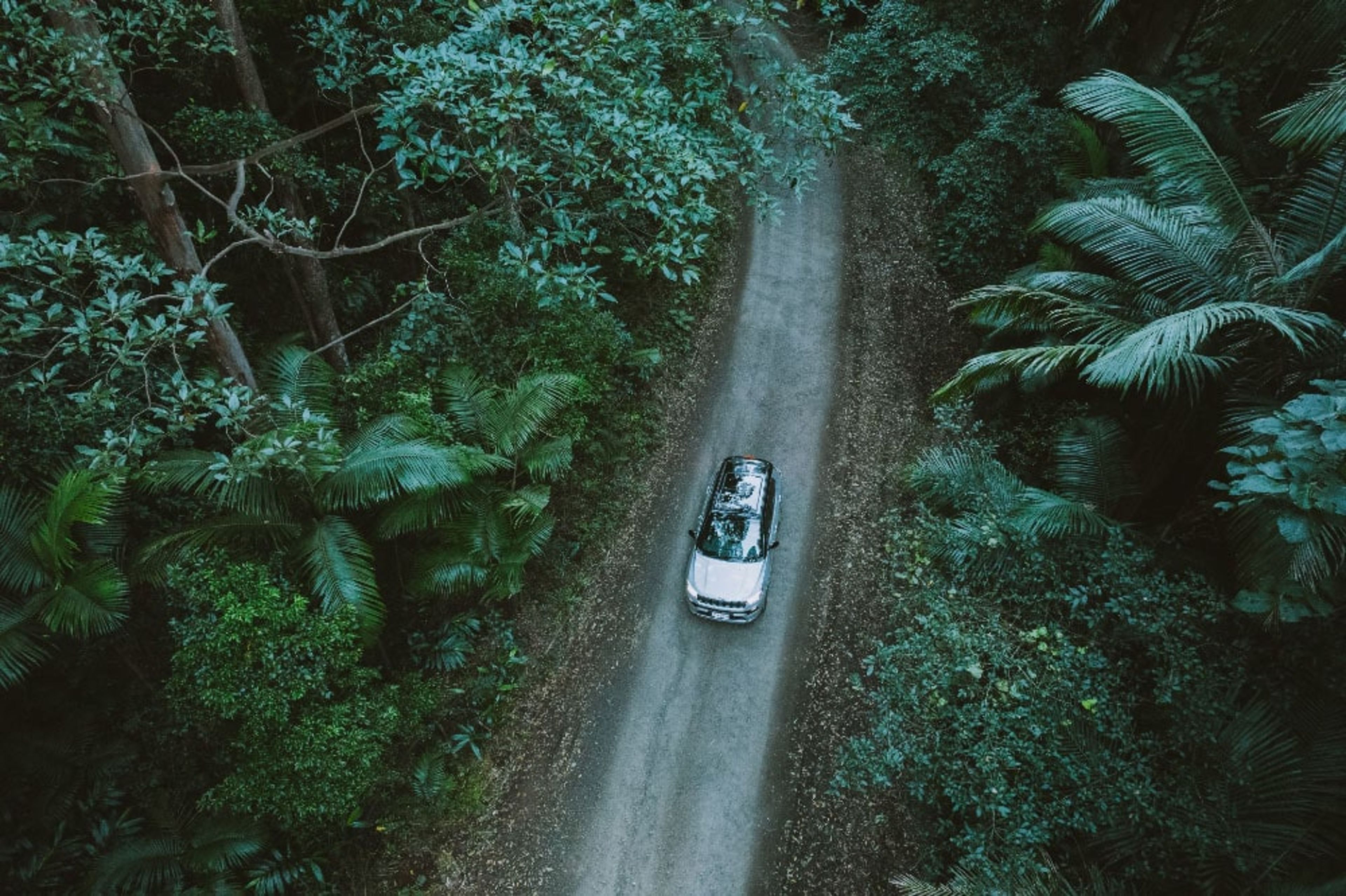 Jeep driving in a forest