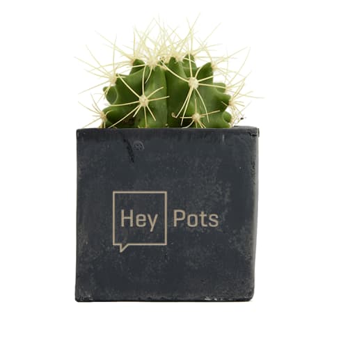 Cactus Concrete Plant Pots