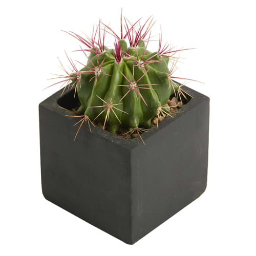 Custom Concrete Planted Cactus Pots in Space colour with your unique design by Total Merchandise