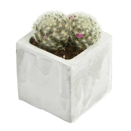 Cactus Concrete Plant Pots