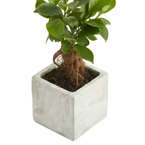 Bonsai Concrete Plant Pots