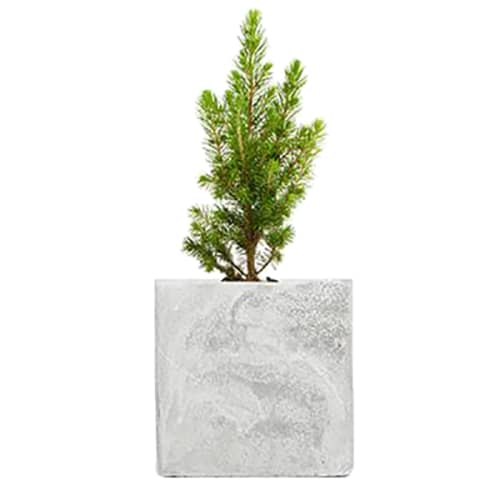 Promotional Christmas Tree Concrete Plant Pots engraved with your logo by Total Merchandise