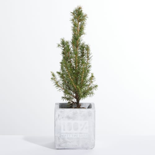 Branded Christmas Tree Concrete Plant Pots in Marble colour with your logo by Total Merchandise