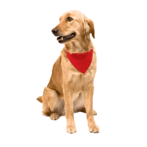 A lifestyle image of a dog wearing one of our Red Bandana Pet Collars