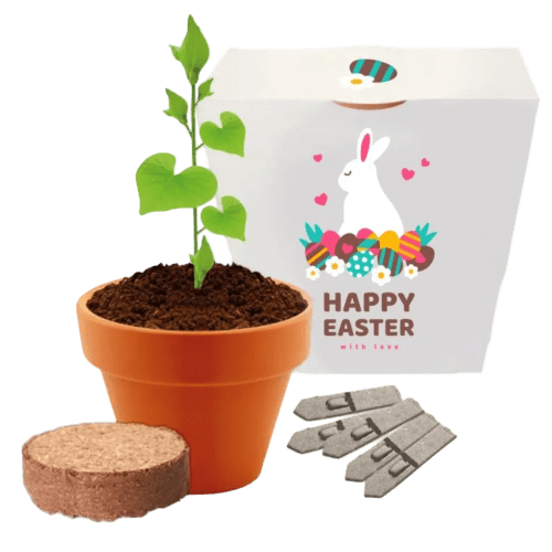 Promotional Clay Pot Grow Kits in White paper box printed with logo design by Total Merchandise
