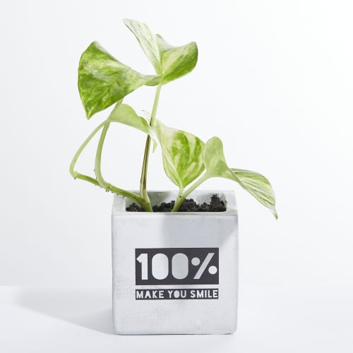 Logo Branded Concrete Pot With Golden Pathos Plant With Engraving From Total Merchandise