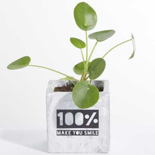 Logo Branded Concrete Pot With Money Plant With A 1 Colour Print Design From Total Merchandise