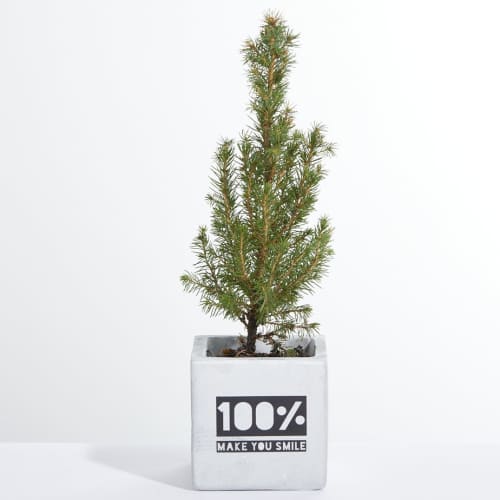 Custom Branded Concrete Pot With Christmas Tree With A 1 Colour Print From Total Merchandise