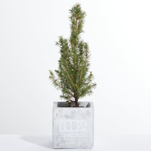 Custom Branded Concrete Pot With Christmas Tree With An Engraved Design From Total Merchandise