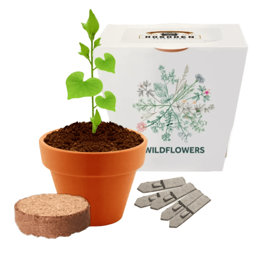 Customisable Essentials Clay Pot Gardens with Wildflower seeds from Total Merchandise