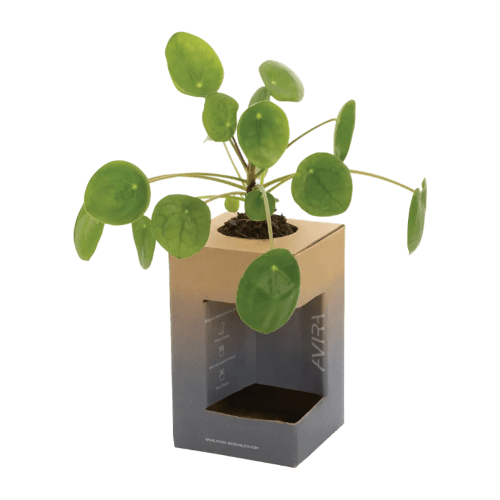 The packaging can be used as a flower pot
