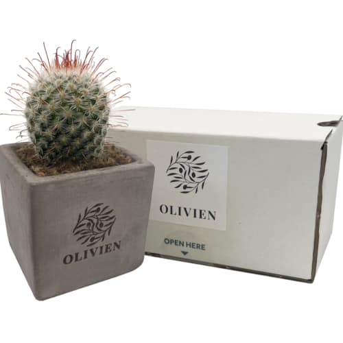 Cactus Plant in Concrete Pot in Grey with the box from Total Merchandise