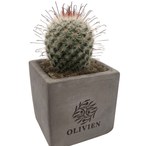 Branded Cactus Plant in Concrete Pot in Grey with a design from Total Merchandise