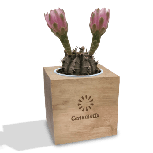 Customisable Cactus Plant in Wooden Plant Pot engraved with your company logo from Total Merchandise
