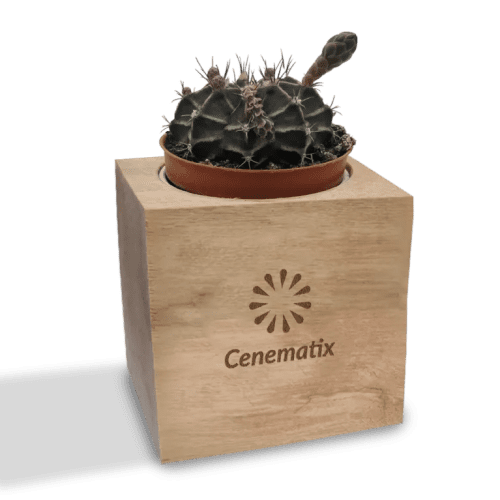 Promotional Cactus Plant in Wooden Plant Pot engraved with your company logo from Total Merchandise