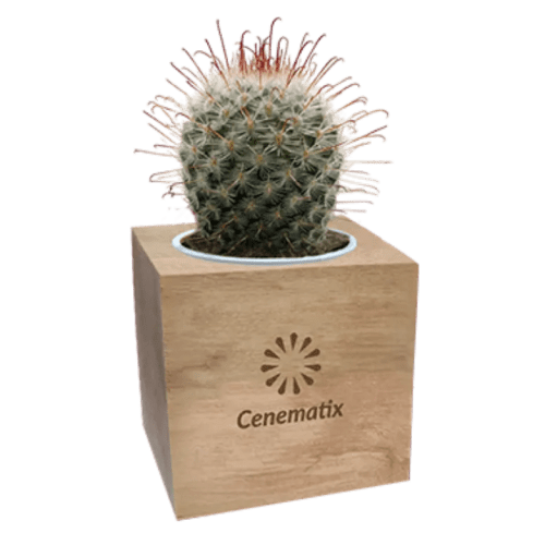 Personalised Cactus Plant in Wooden Plant Pot engraved with your company logo from Total Merchandise