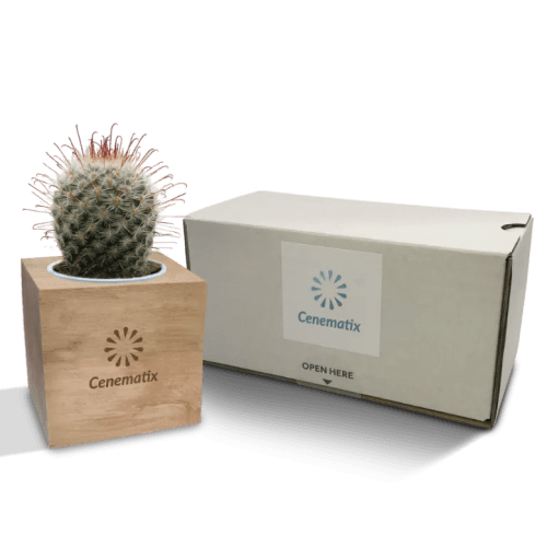 Customised Cactus Plant in Wooden Plant Pot engraved with your company logo from Total Merchandise
