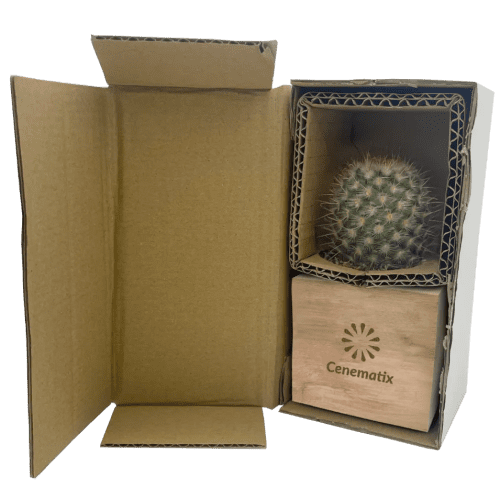 Logo Branded Cactus Plant in Wooden Plant Pot engraved with your company logo from Total Merchandise