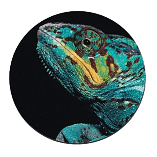 Gloss Finish Foam Backed Coasters