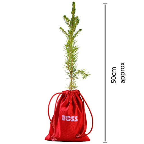 Custom Branded Sapling Christmas Tree for corporate gifts